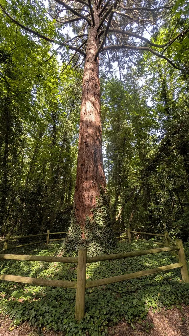 Les troncs des trois séquoias géants dans le parc forestier de la Poudrerie.