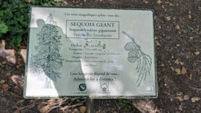 Les séquoias replacés dans leur environnement boisé.