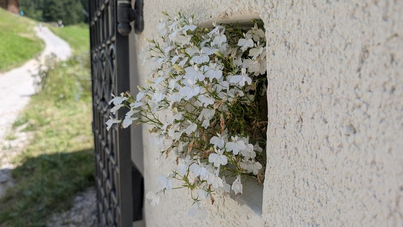 Pot de fleurs sur le mur blanc d’une chapelle.