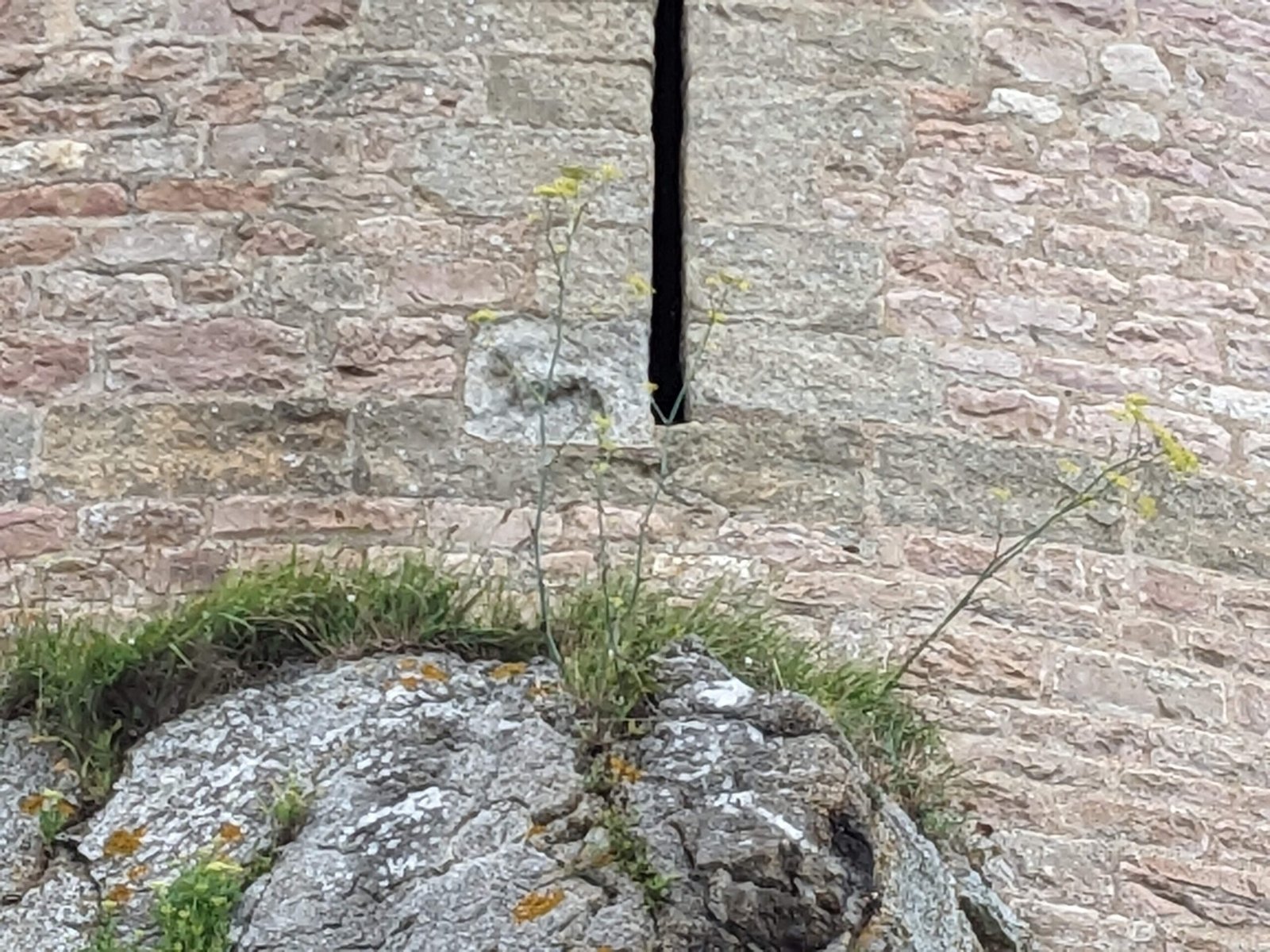 Sculpture médiévale du lion de saint Marc sur le donjon du Fort La Latte