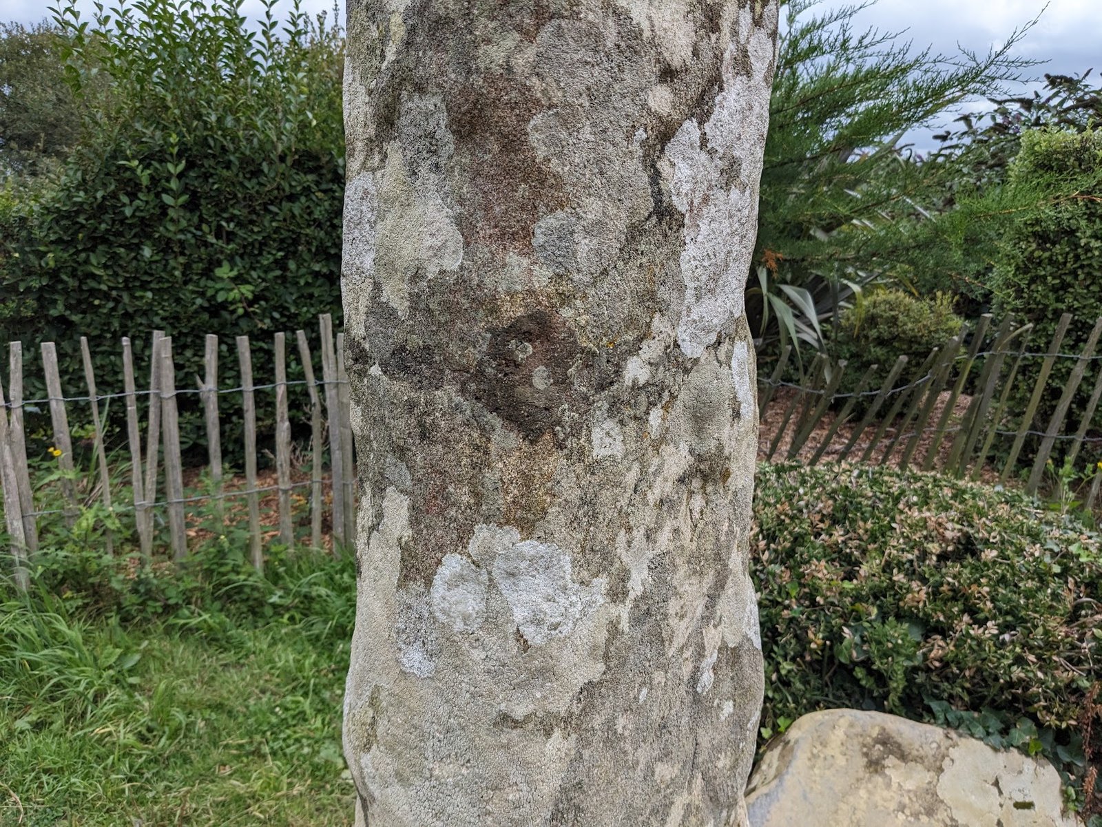 Détail de la surface en granite du menhir dit Doigt de Gargantua à Plévenon.