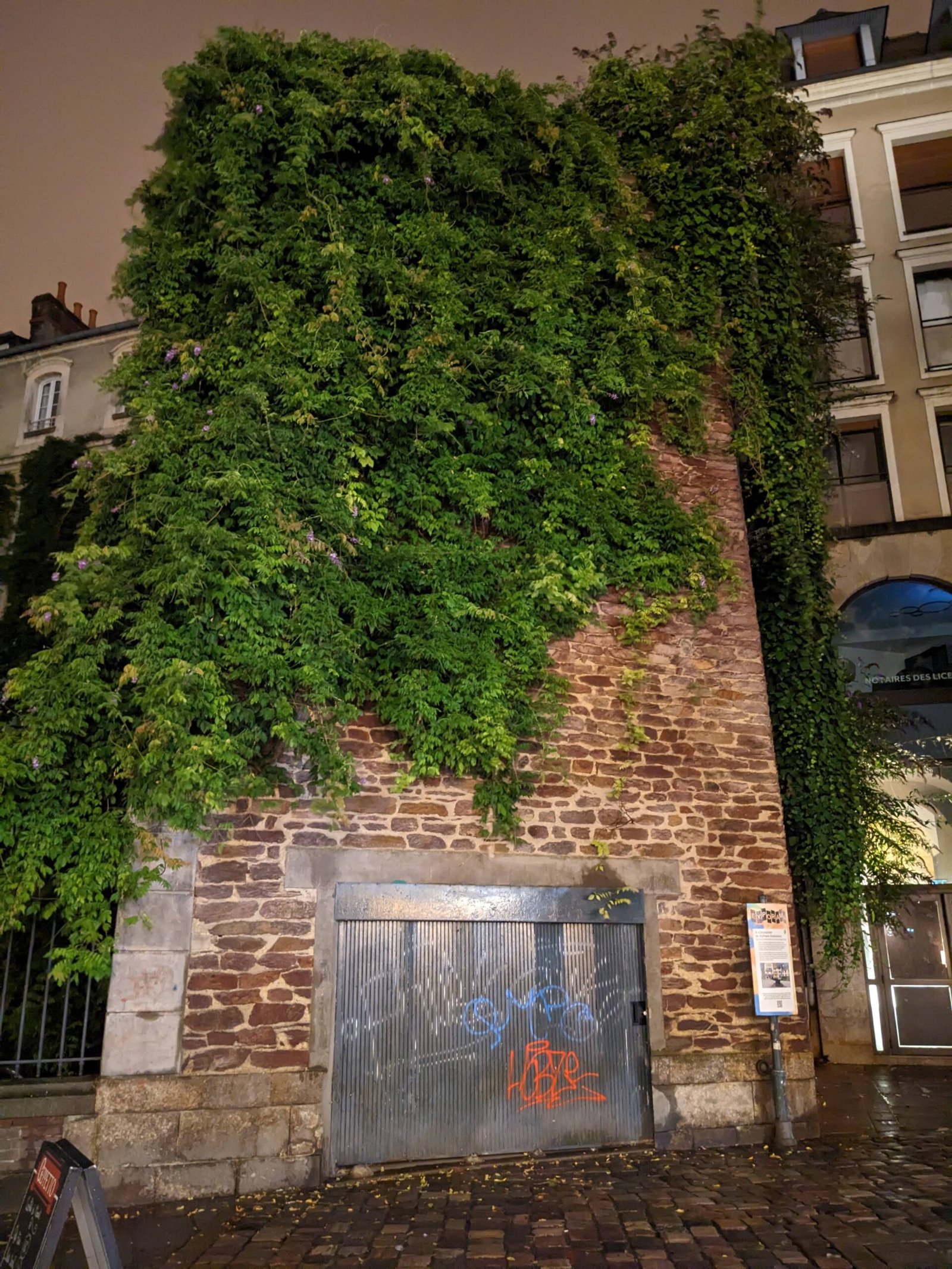 Vue rapprochée du pan de mur couvert de glycine, vestige des anciens remparts de Rennes, place Rallier-du-Baty.